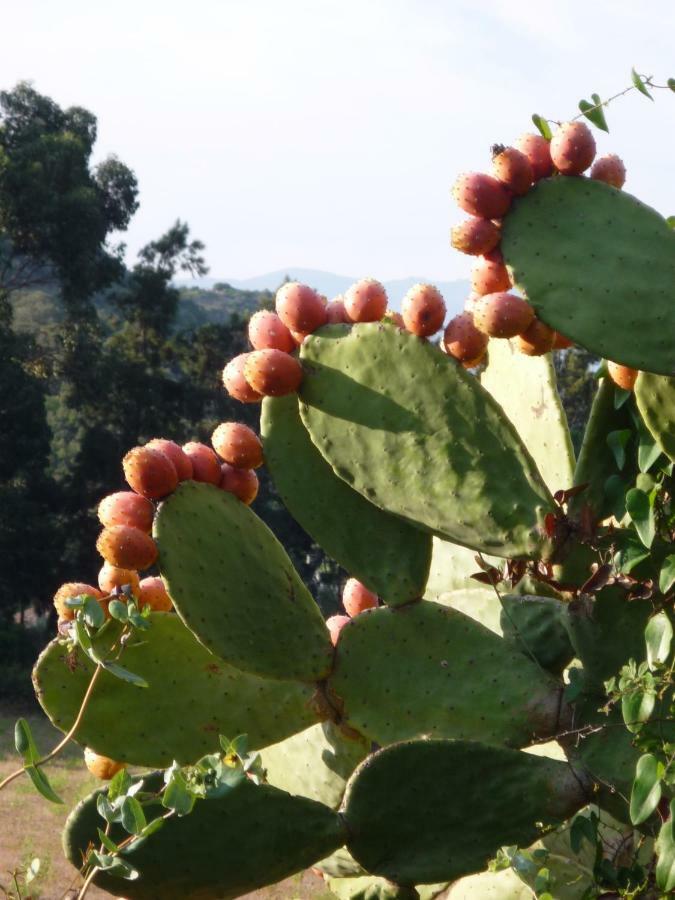 A Camera Di A Vigna Casta Luaran gambar